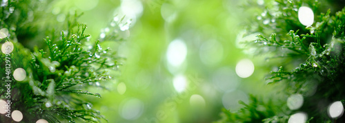 green foliage with water drops . rays of light
