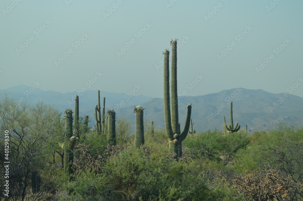 cactus in desert