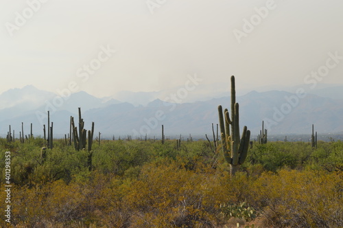 cactus in desert