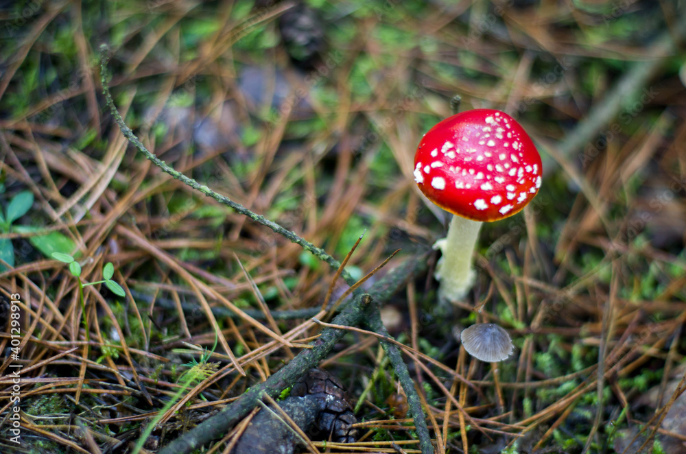 Single toadstool in the forest Single toadstool in the forest