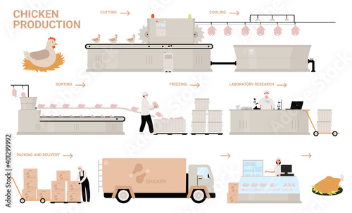 Chicken production process stages vector illustration. Cartoon automated processing factory line with workers and conveyor machines producing, sorting, packaging farm chicken poultry meat products