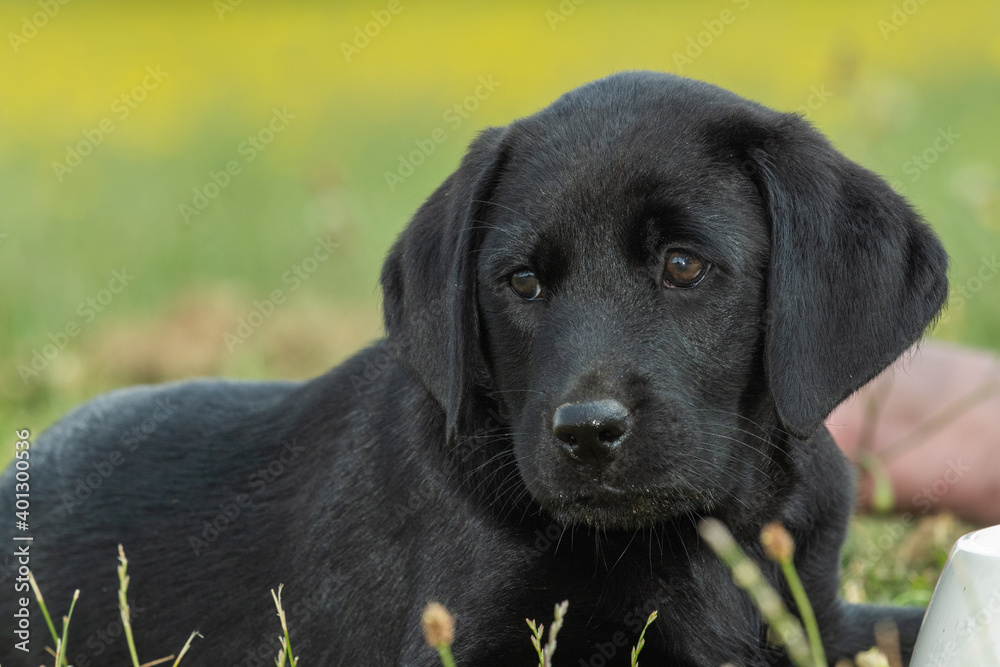 Cute portrait of an 8 week old black Labrador puppy Stock Photo | Adobe