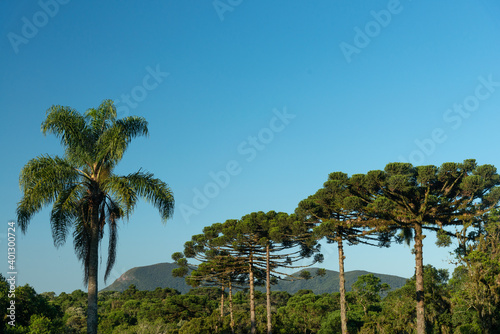 Araucárias e Serra do Mar no Paraná, Brasil.