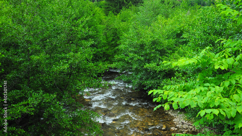 Cibin river flowing rapidly and vividly through its wild stony valley. Wild hardwood forest accompanies the river along its path. Cindrel Mountains, Carpathia, Romania Cibin river flowing rapidly and vividly through its wild stony valley. Wild hardwood forest accompanies the river along its path. Cindrel Mountains, Carpathia, Romania