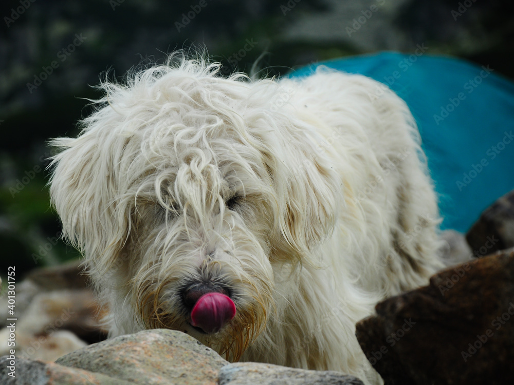Close up portrait of a white furry sheepdog licking its nose. Retezat Mountains, Carpathia, Romania.
