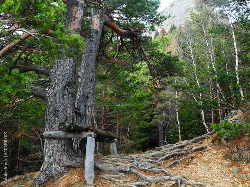 Фотография A wooden resting place built under an old pine tree