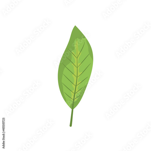 bird cherry leaf icon, colorful design