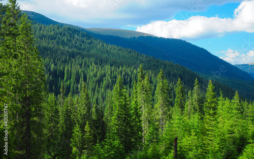 The alpine forested mountainsides of Capatanii Mountains. Carpathian Mountains are home to numerous wild and preserved wild woodlands. Romania.