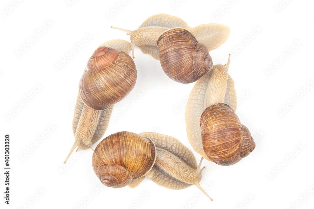 Helix pomatia. grape snail on a white background. mollusc and invertebrate. gourmet protein meat food. communication of the individual in society Helix pomatia. grape snail on a white background. mollusc and invertebrate. gourmet protein meat food. communication of the individual in society