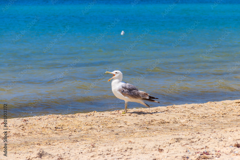Seagull on a sandy beach of the Black sea Seagull on a sandy beach of the Black sea