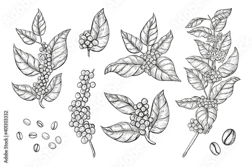 Coffee branches and beans sketch style. Hand drawn set of coffee tree branches with leaves, flowers and ripe fruits. 