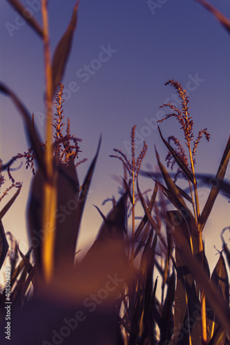 Maisfeld im herbst in deutschalnd photo