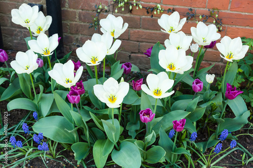 Tulips and muscari in a garden, spring flowers, UK #401303923