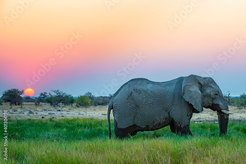 Elephant in the Namibian Etosha National Park at sunset