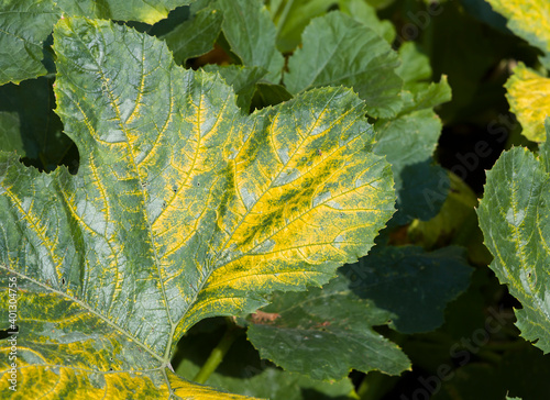 Canvas Print Yellow zucchini mosaic virus on a zucchini (courgette) plant, UK