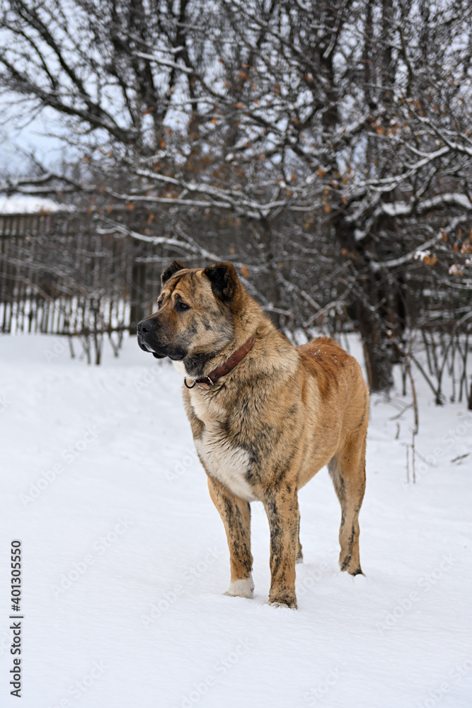 A thoroughbred middle Asian shepherd dog of brown color. An Asian dog with cropped ears and tail stands outside in winter. A big angry dog guards its territory.An adult male stands near a wooden fence A thoroughbred middle Asian shepherd dog of brown color. An Asian dog with cropped ears and tail stands outside in winter. A big angry dog guards its territory.An adult male stands near a wooden fence