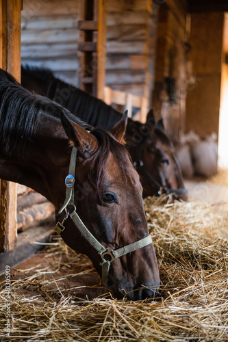 Brown horses in a bridle stand in the stable and eat hay on an autumn sunny day. © Anna Kosolapova