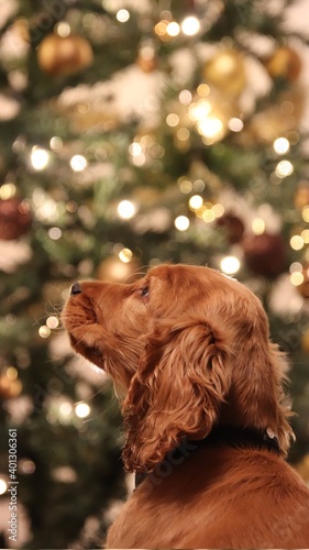 dog and christmas tree