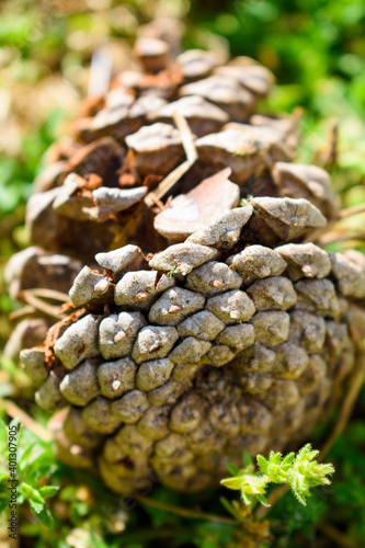 close up of pine cones