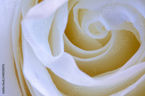 white rose closeup