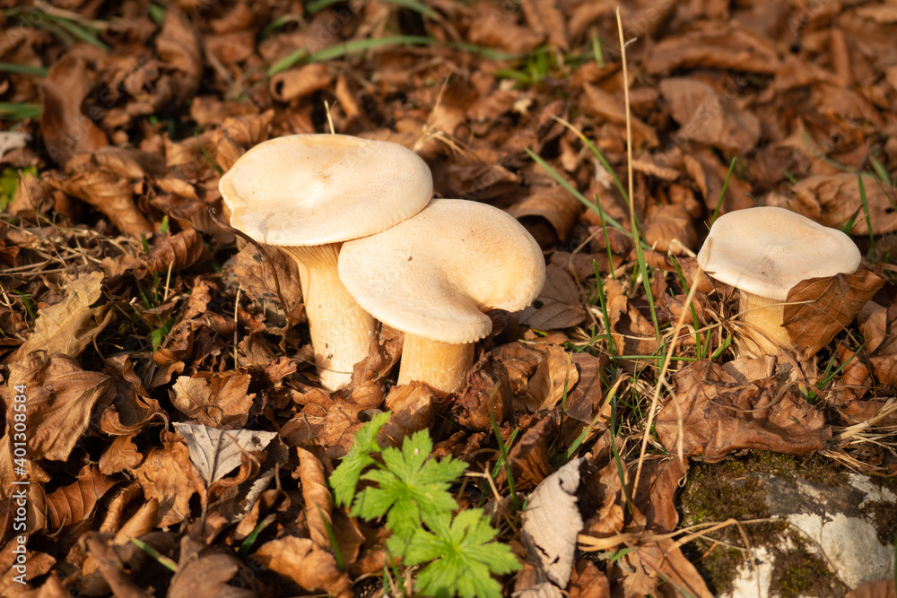 Wild mushrooms on the forest floor in the Swiss Jura montains Wild mushrooms on the forest floor in the Swiss Jura montains