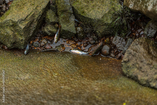 fish trapped between rocks on the bank of a river