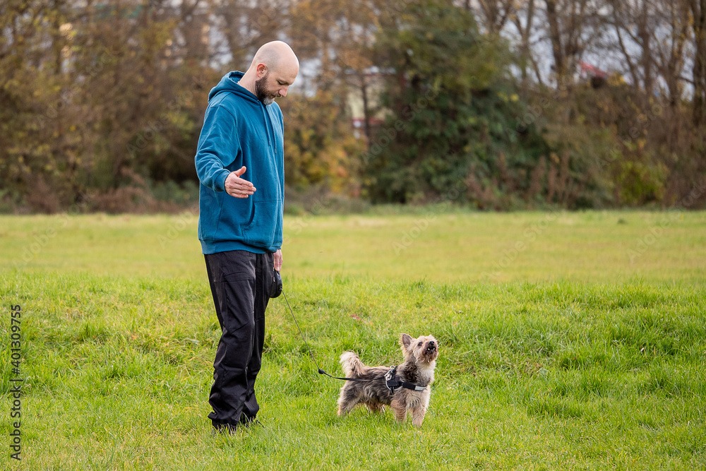 Bald man in blue hoodie walking with his pet Yorkshire terrier on a retractable leash in a park on a green meadow. Concept friendship and animal care Bald man in blue hoodie walking with his pet Yorkshire terrier on a retractable leash in a park on a green meadow. Concept friendship and animal care