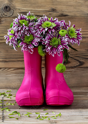 Composition with bright pink rubber boots, chrysanthemum flowers and petals. Wooden, vintage background. Concept for spring, summer.