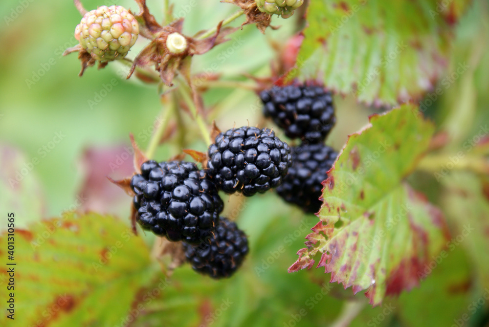 Blackberry bush in the garden Blackberry bush in the garden