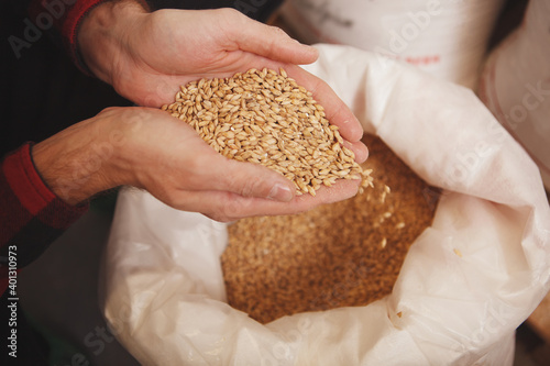 Cropped close up of barley seeds in the hands of a brewer