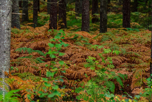 fern leaves brown and green