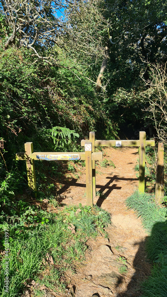 Bluebell Woods, Guernsey Channel Islands Bluebell Woods, Guernsey Channel Islands
