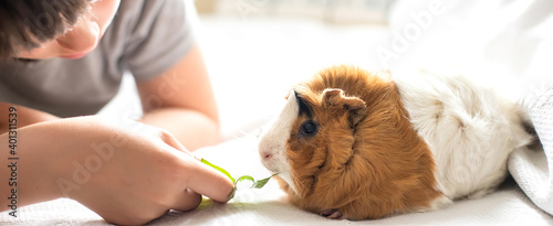 Bilde på lerret boy feeds guinea pig out of hands