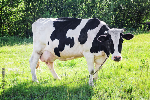 white cow with black spots on meadow on a bright and sunny day. cow grazes in pasture. Symbol of Year 2021