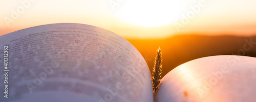 Open book under sunlight outdoors with wheat spike. Education and wisdom concept. Going out into nature to disconnect as a source of inspiration.