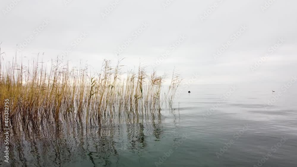 Reeds in water and little duck swimming. Drone footage of Ohrid lake in North Macedonia Reeds in water and little duck swimming. Drone footage of Ohrid lake in North Macedonia