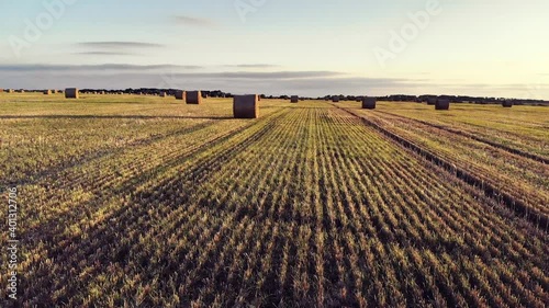 Wheat straw in cylindrical bales of hay spread out on a sloping field and blue sky with clouds