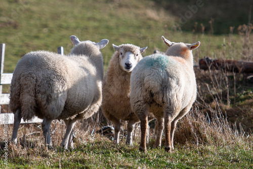 Three large woolly sheep grazing in an enclosed pen in a farmer's field.  Two sheep are back on to the camera and one sheep is staring at the camera. The field is filled with grass and there's a wood 