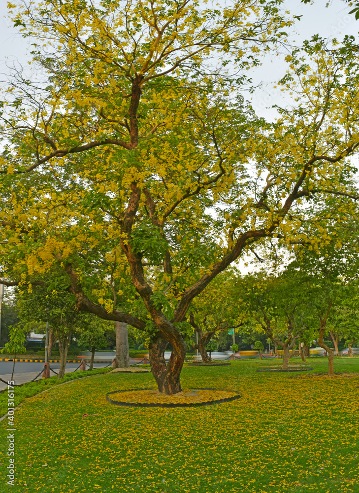 Naklejka premium Cassia fistula (Amaltas) in the park New Delhi India