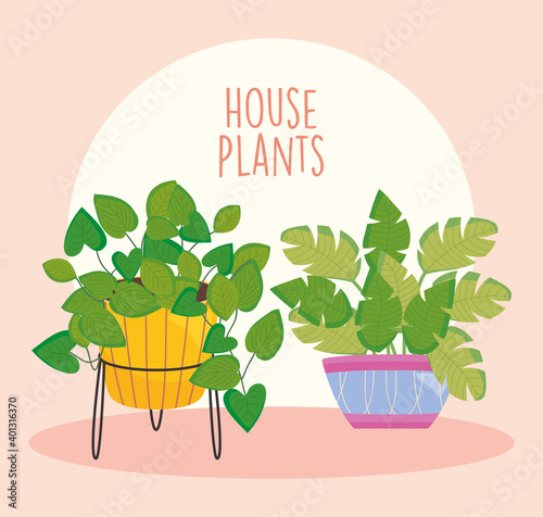 house plants design with beautiful plants on a colorful plantpots, colorful design