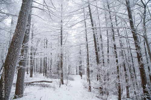 새하얀 겨울 숲
