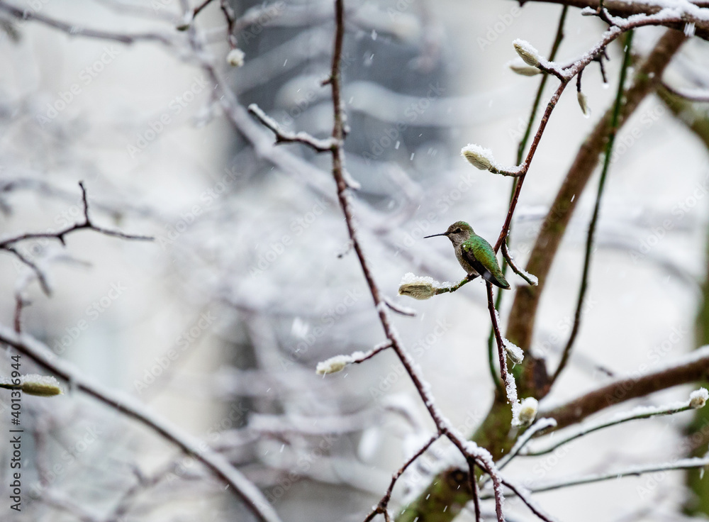 Side view of Anna's Hummingbird perched on snow covered tree branch