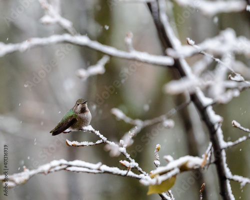 Obraz na płótnie Anna's Hummingbird perched on snow covered tree branch w salonie