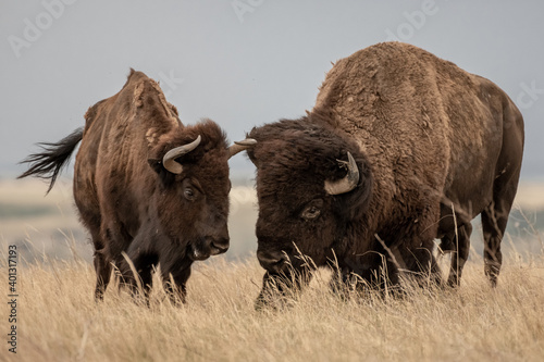 Male and Female Bison Stand Next to Each Other