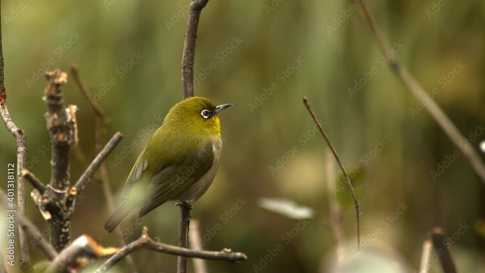 Small green bird sitting on a branch. Small green bird sitting on a branch.