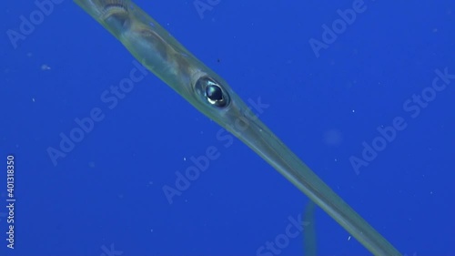 bluespotted cornetfish swimming in the blue ocean close oi the camera showing it's eye photo