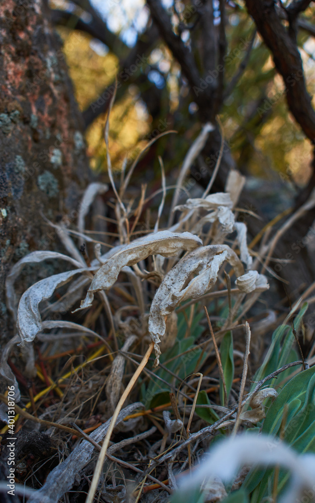 Ghostly Leaves Making Way for New Growth