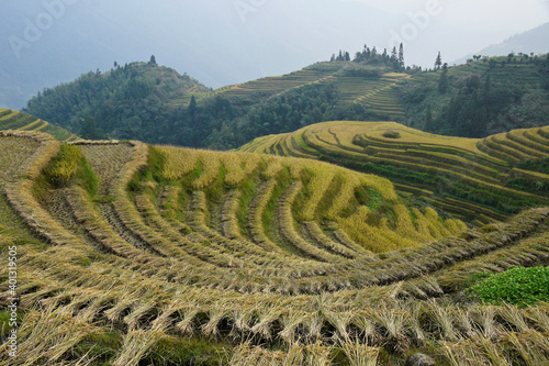 Rice terraces of Longsheng  Guangxi Province  China