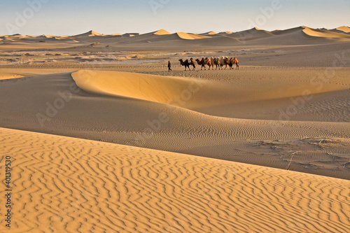 A man leads Bactrian camels through undulating sand dunes of the Gobi Desert near Ejina Qi, Inner Mongolia, China.