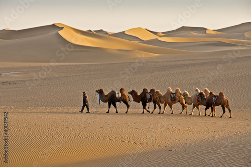 A man leads Bactrian camels through undulating sand dunes of the Gobi Desert near Ejina Qi, Inner Mongolia, China. photo